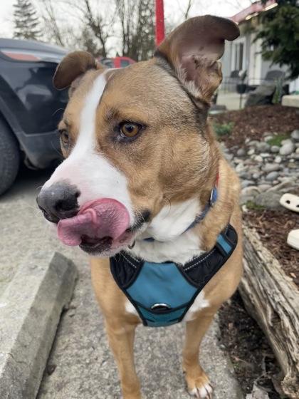 Brutus, a Adoptable mixed breed in Camano Island, WA image 2/3