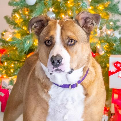 Brutus, a Adoptable mixed breed in Camano Island, WA image 3/3