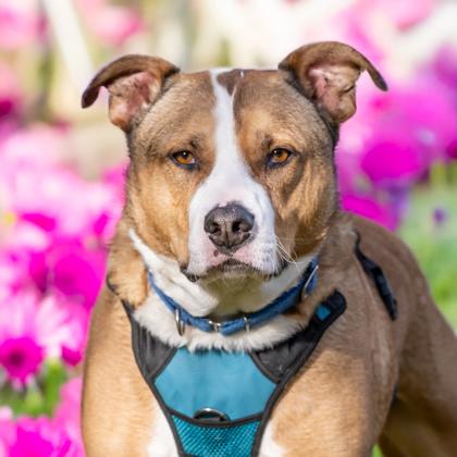 Brutus, a Adoptable mixed breed in Camano Island, WA image 2/3