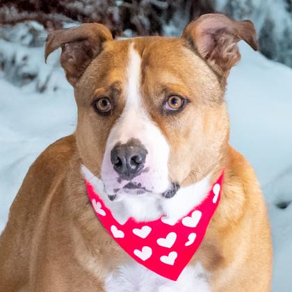 Brutus, a Adoptable mixed breed in Camano Island, WA image 3/3