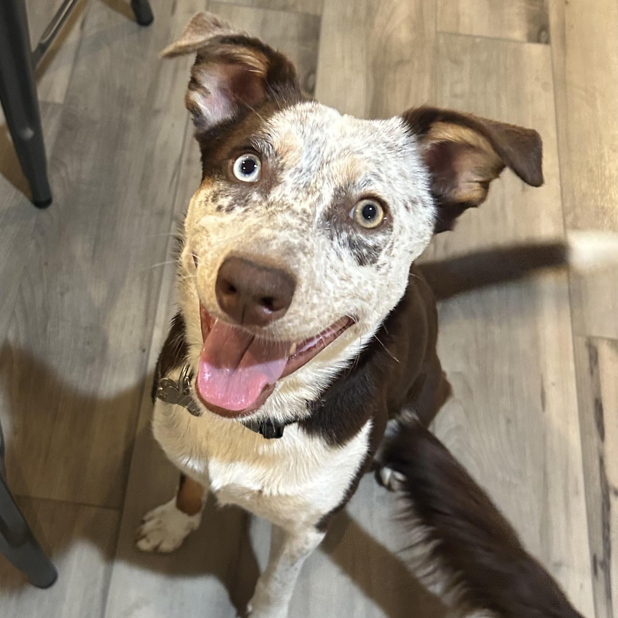 Enlarge Lucy, a ADOPTABLE mixed breed in Olympia, WA image 1/6