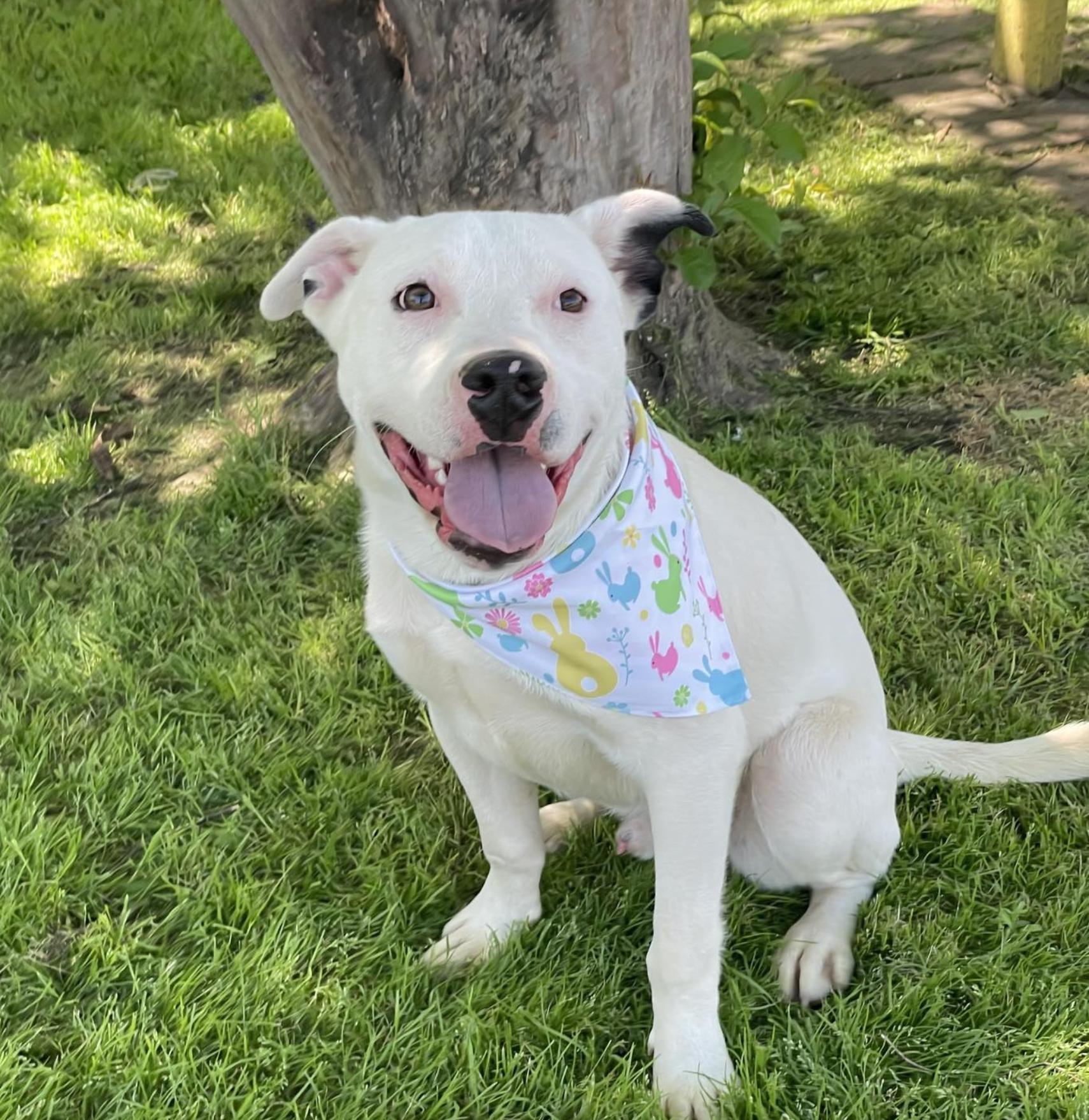 Powder, an adoptable Terrier in Bozeman, MT, 59715 | Photo Image 2