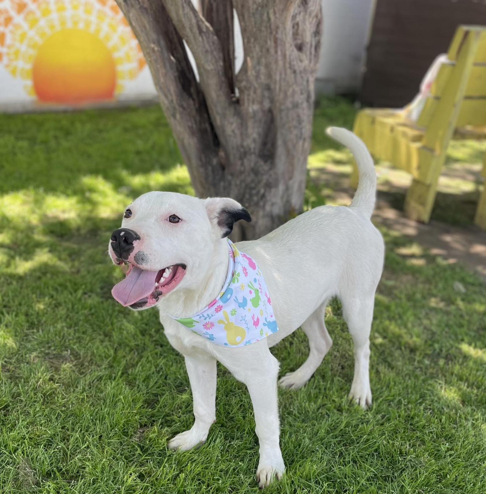 Powder, an adoptable Terrier in Bozeman, MT, 59715 | Photo Image 3