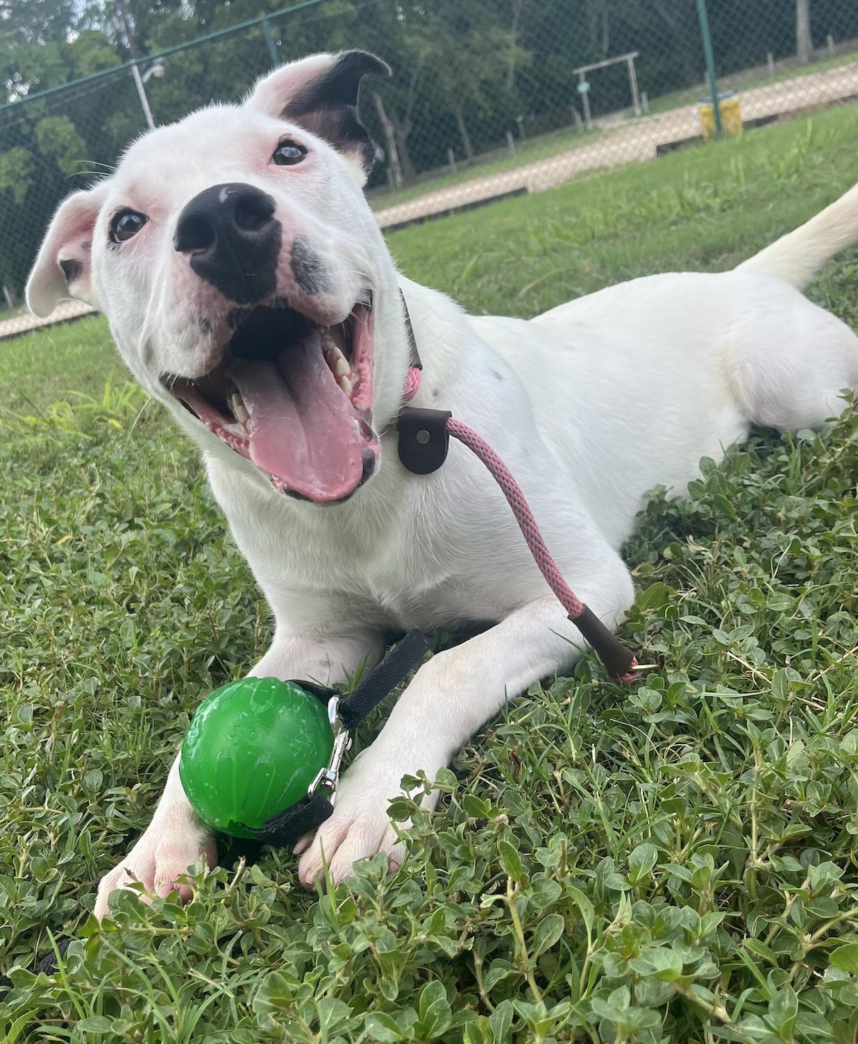 Powder, an adoptable Terrier in Bozeman, MT, 59715 | Photo Image 4