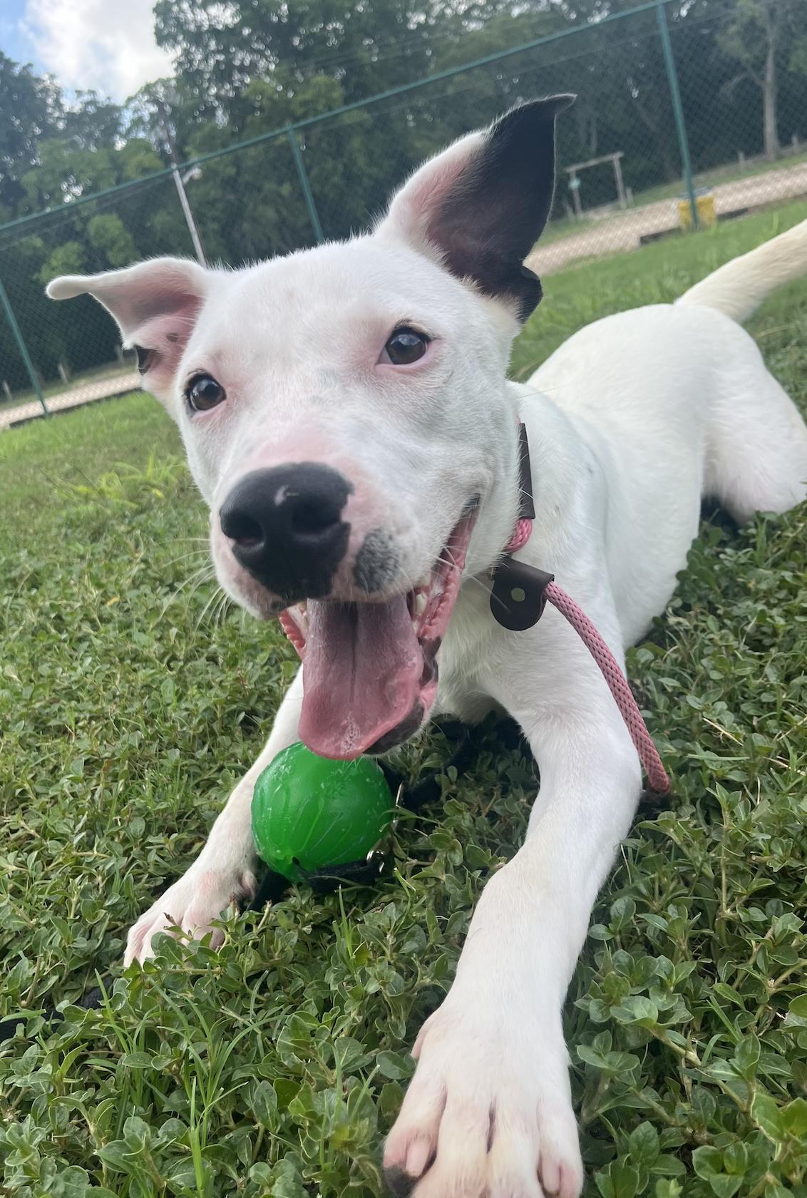 Powder, an adoptable Terrier in Bozeman, MT, 59715 | Photo Image 5