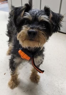 Chloe, Adopted, Young Female Yorkshire Terrier.