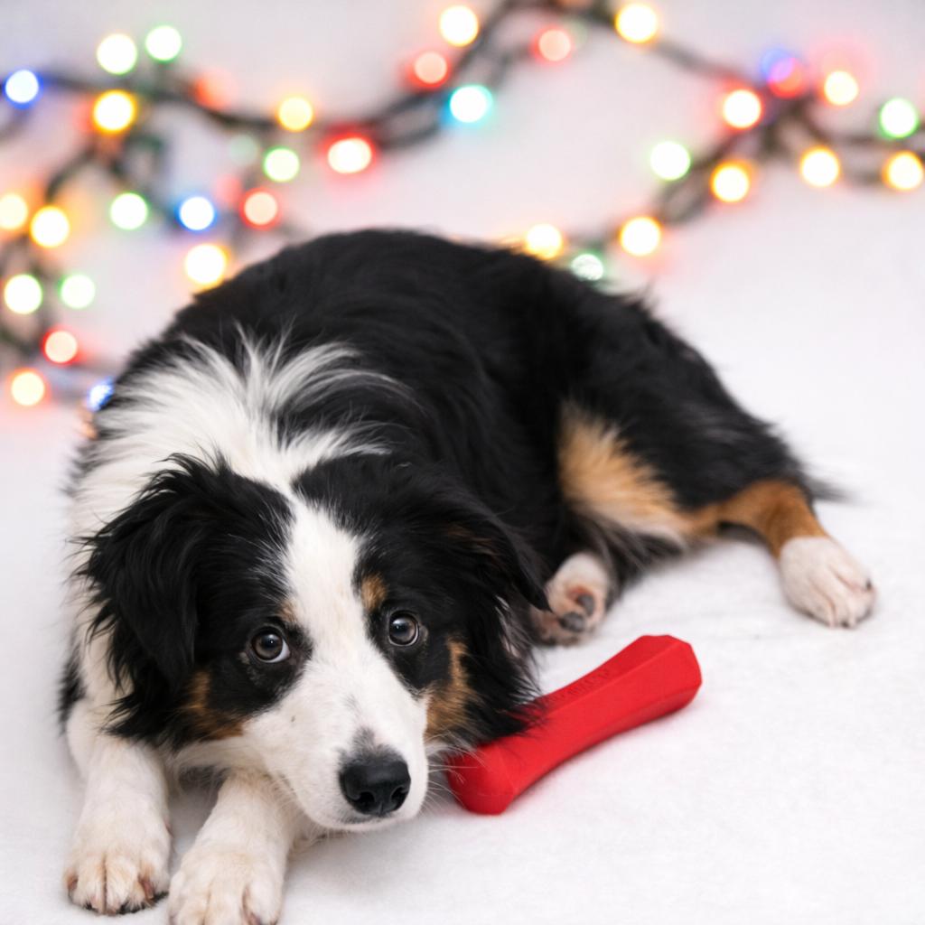 Canyon, Adoptable, Adult Male Australian Shepherd.