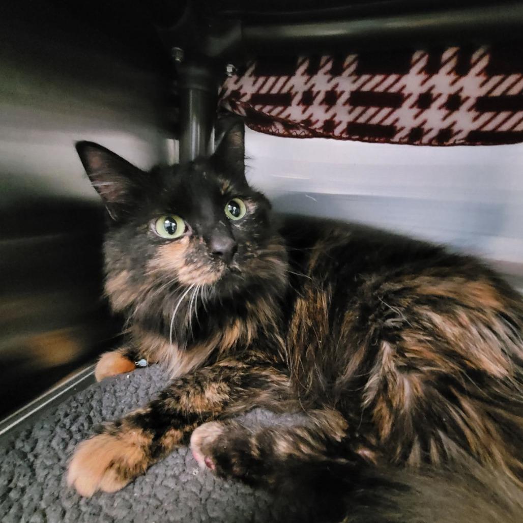 Jane, Adoptable, Adult Female Domestic Long Hair.