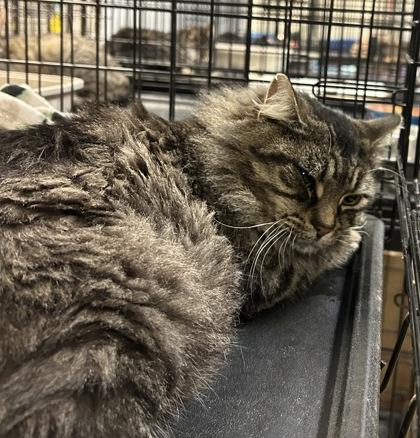 Garrett — thumbnail 3