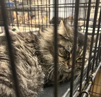 Garrett — thumbnail 5