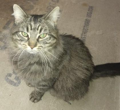 Garrett — thumbnail 6