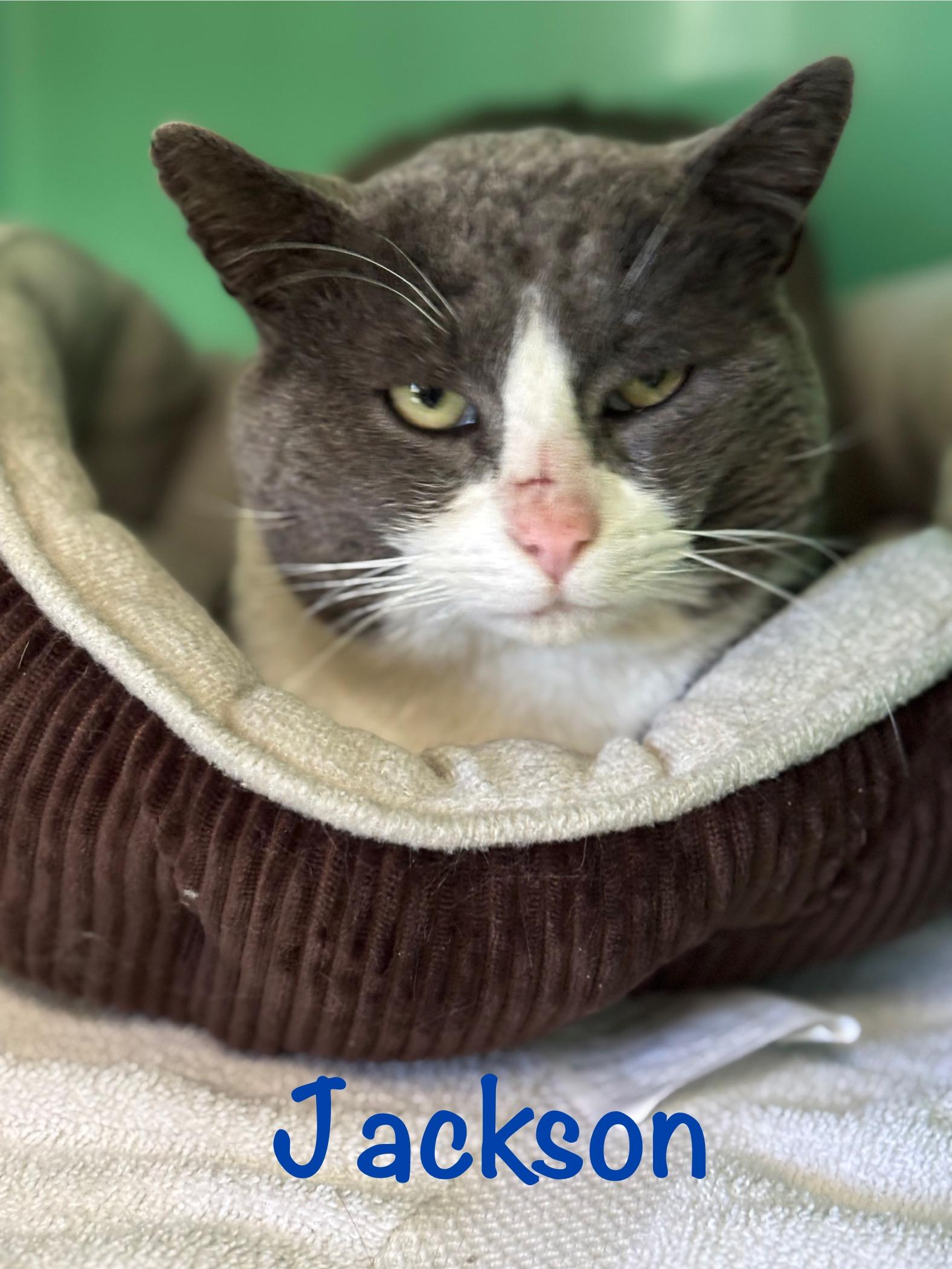 Enlarge Jackson , a ADOPTABLE Domestic Short Hair in Crescent City, CA image 4/4