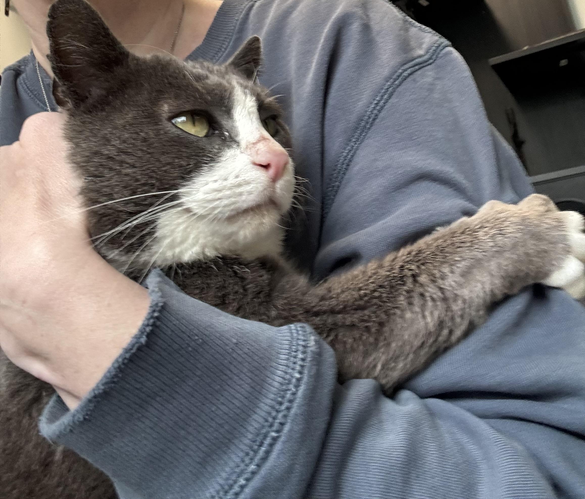 Enlarge Jackson , a ADOPTABLE Domestic Short Hair in Crescent City, CA image 4/4