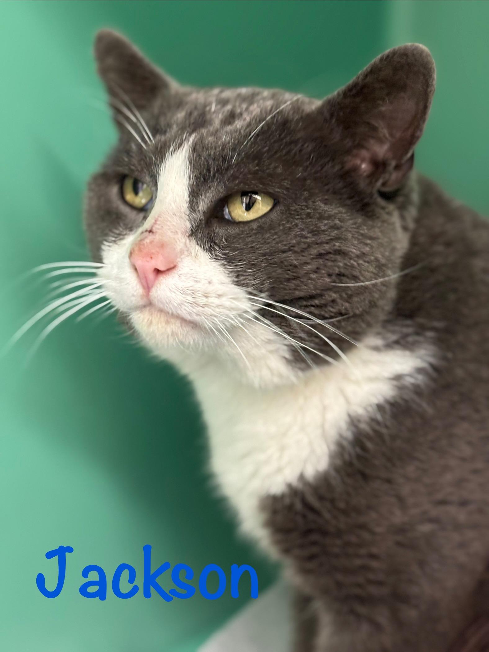 Enlarge Jackson , a ADOPTABLE Domestic Short Hair in Crescent City, CA image 3/4