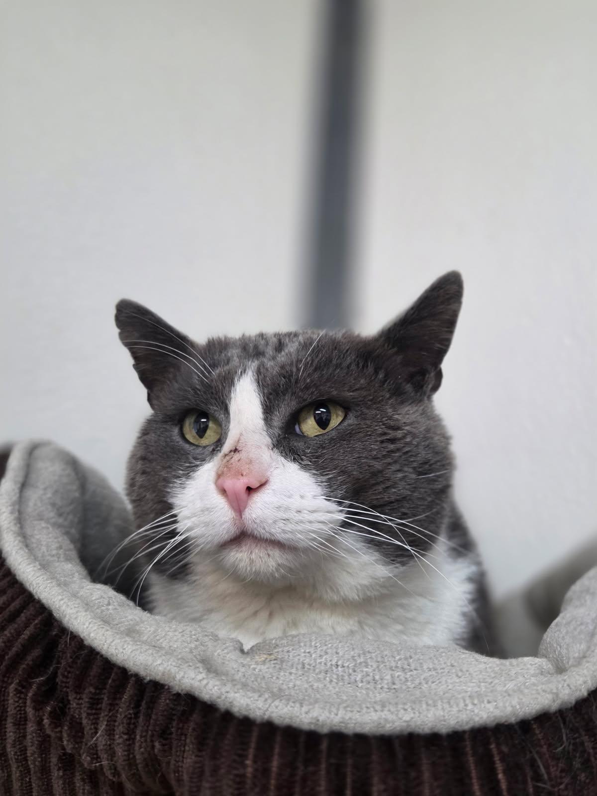 Jackson , ADOPTABLE, Adult Male Domestic Short Hair.