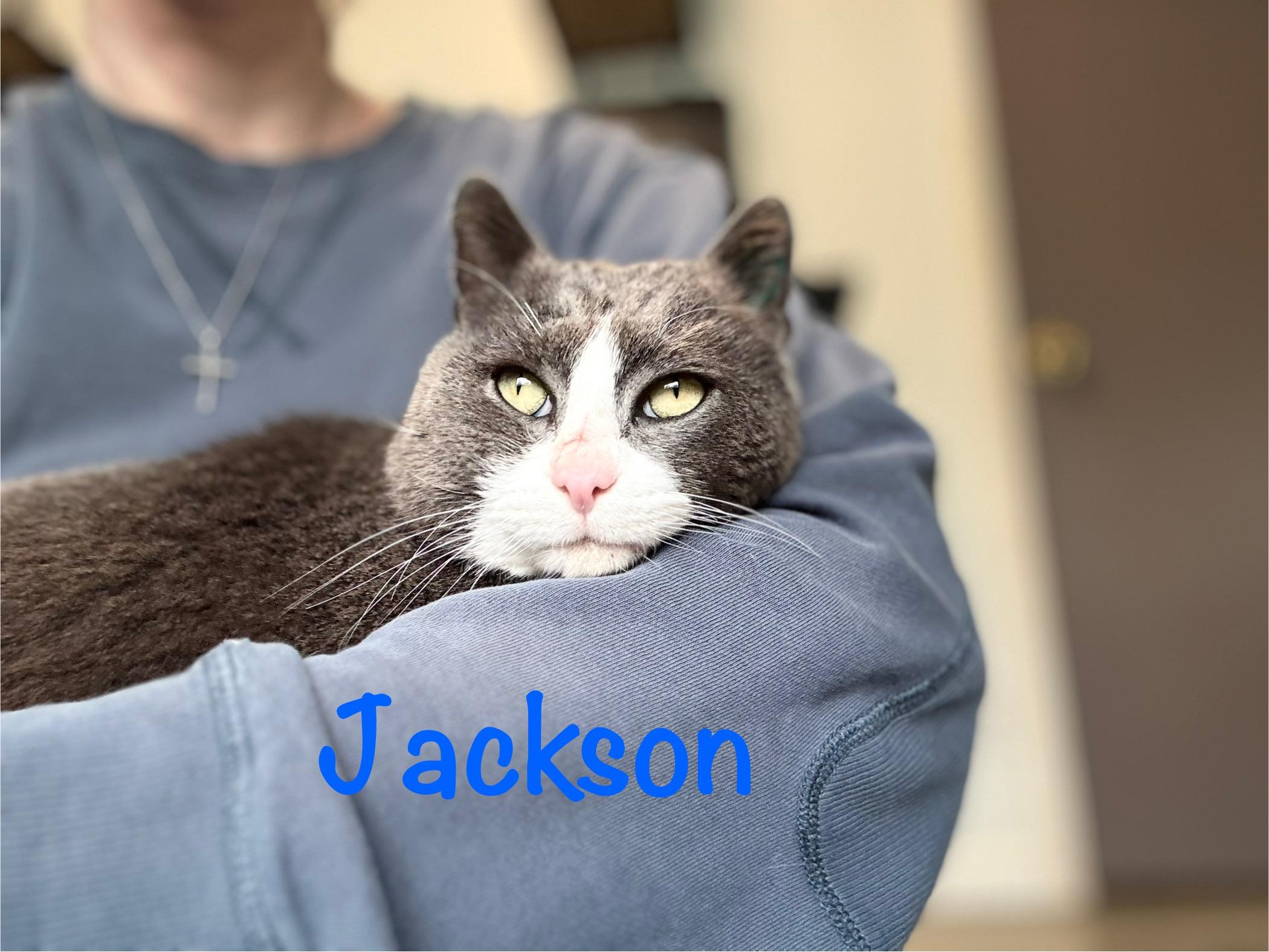 Enlarge Jackson , a ADOPTABLE Domestic Short Hair in Crescent City, CA image 1/4