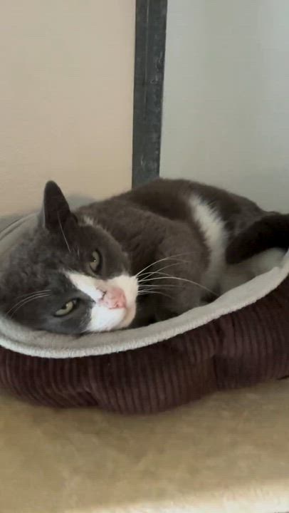 Enlarge Jackson , a ADOPTABLE Domestic Short Hair in Crescent City, CA video 2/4