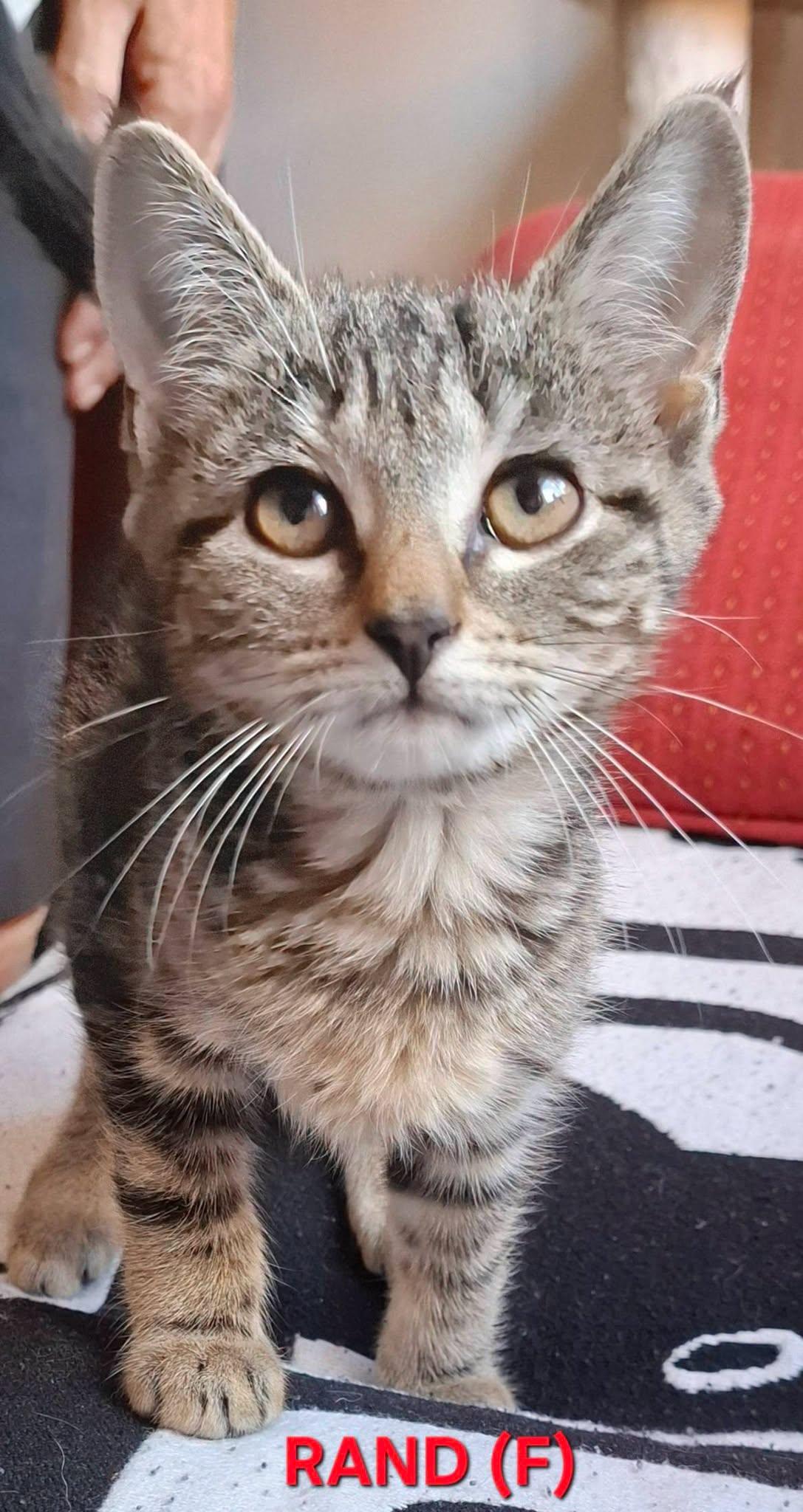Rand, Adoptable, Kitten Female Domestic Short Hair.