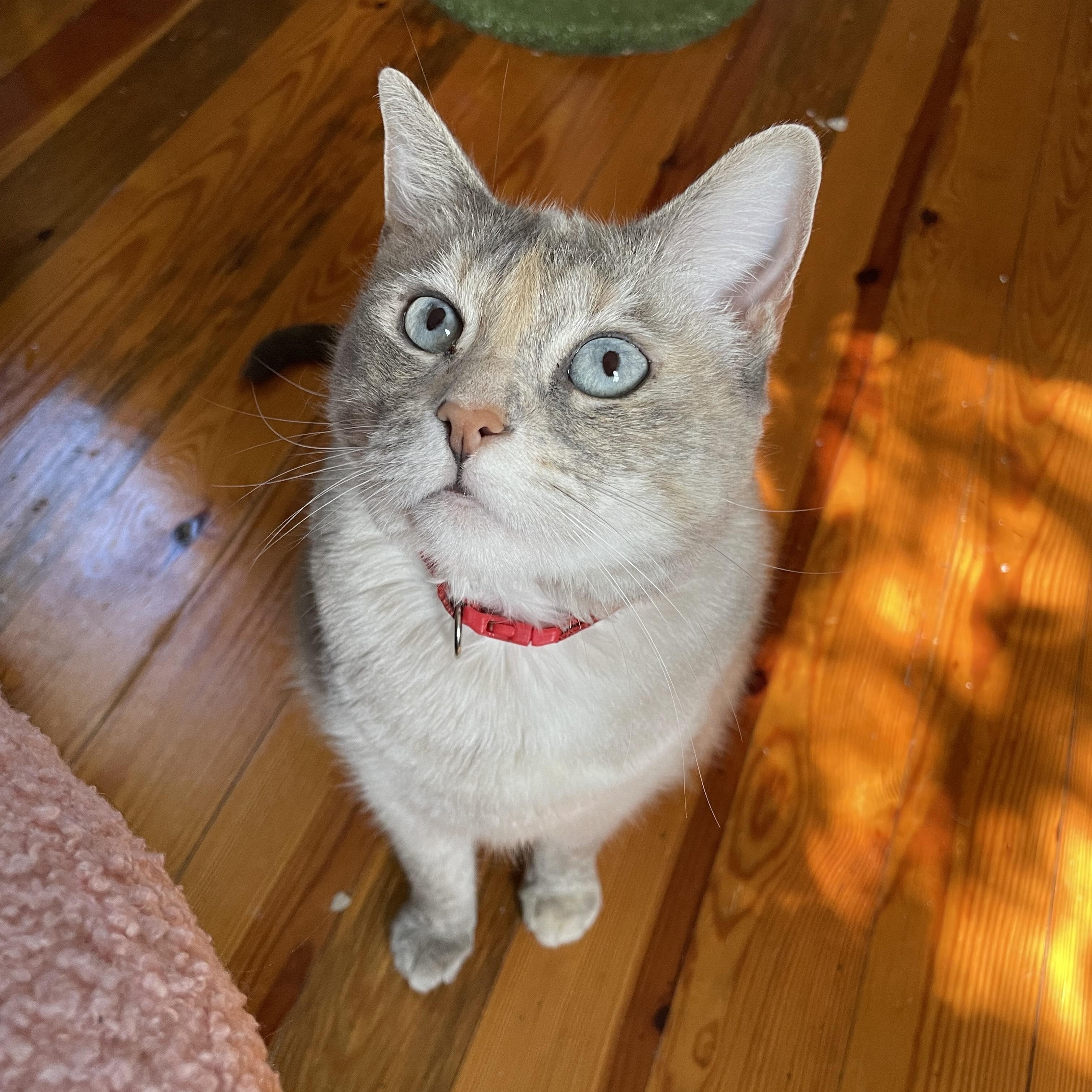 Enlarge Beans, a Adoptable Domestic Short Hair in Hickory, NC image 2/6