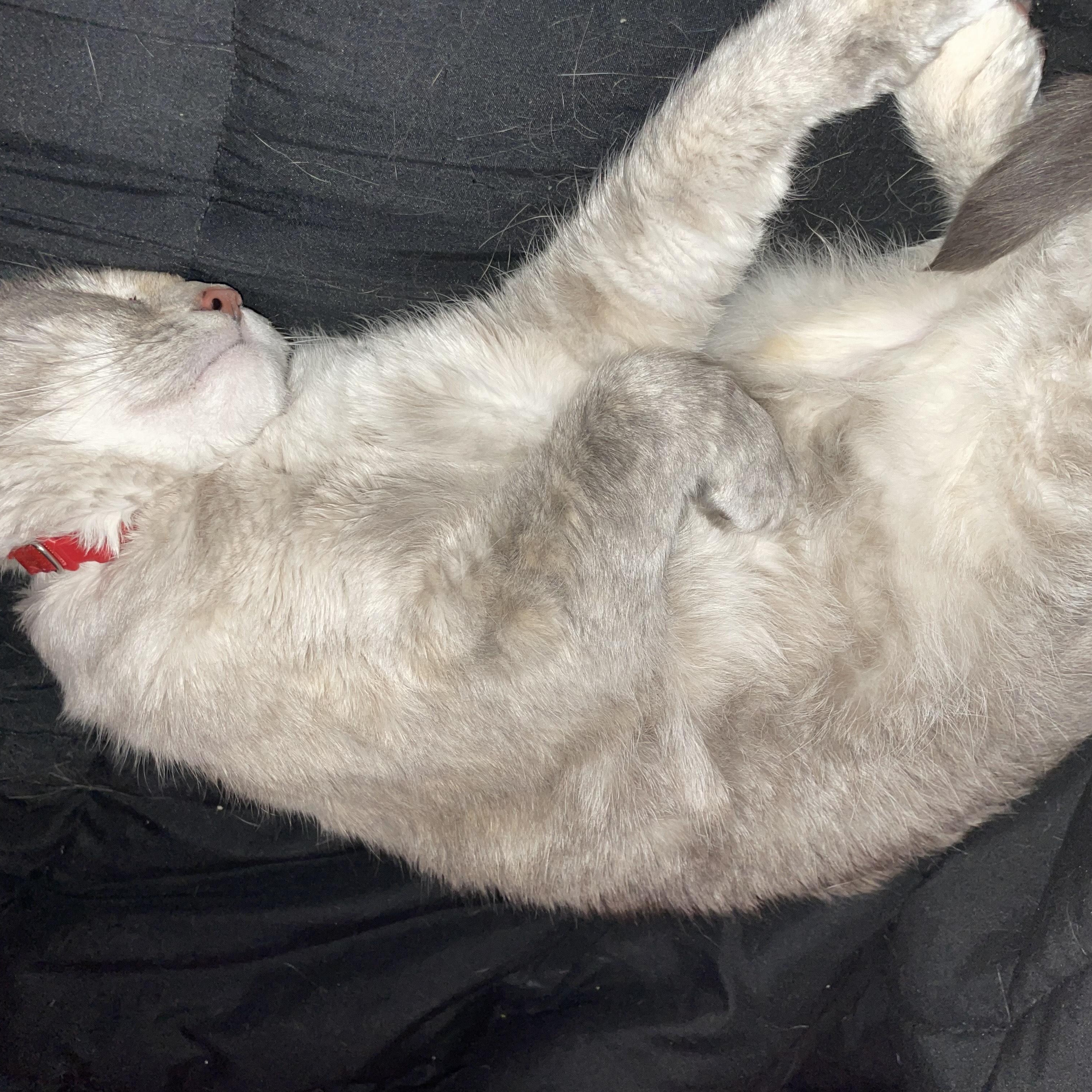 Enlarge Beans, a Adoptable Domestic Short Hair in Hickory, NC image 4/6