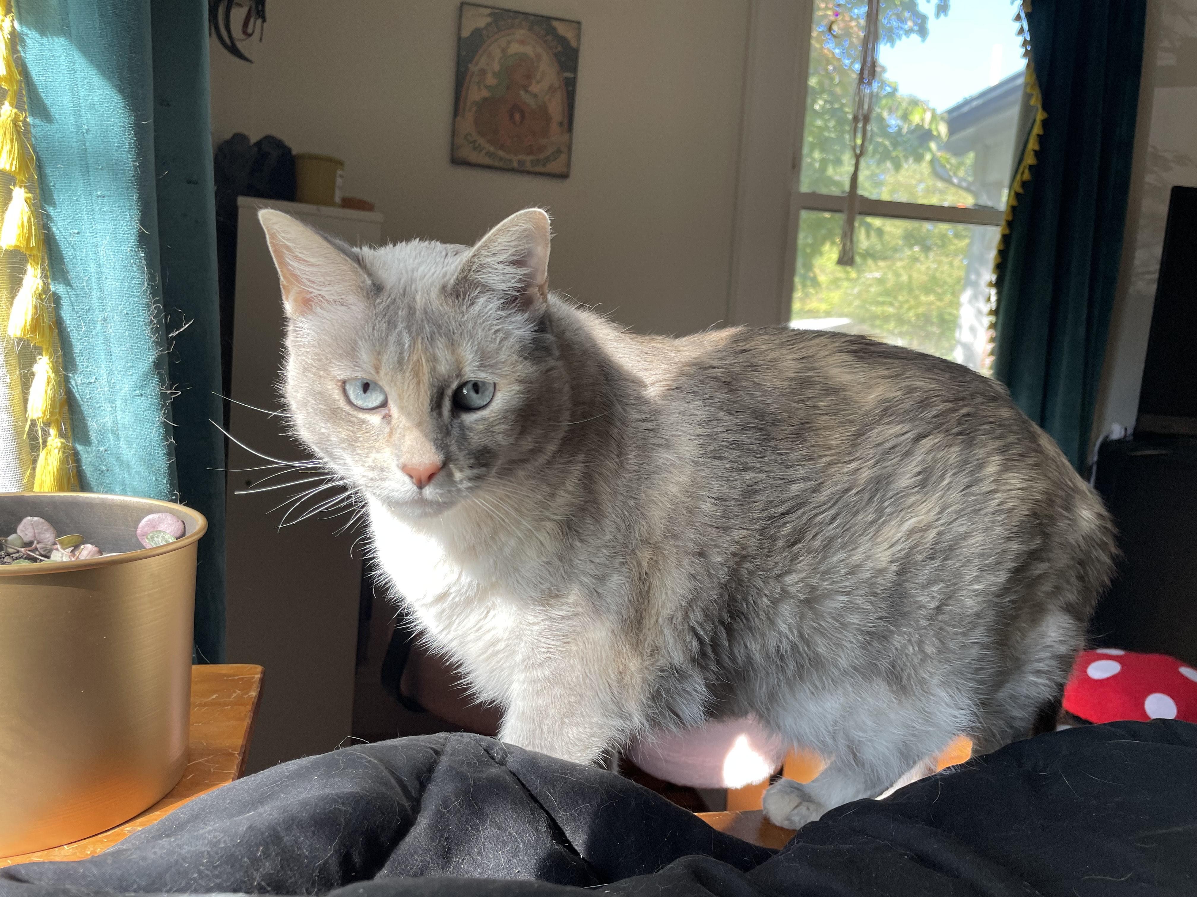 Enlarge Beans, a Adoptable Domestic Short Hair in Hickory, NC image 5/6