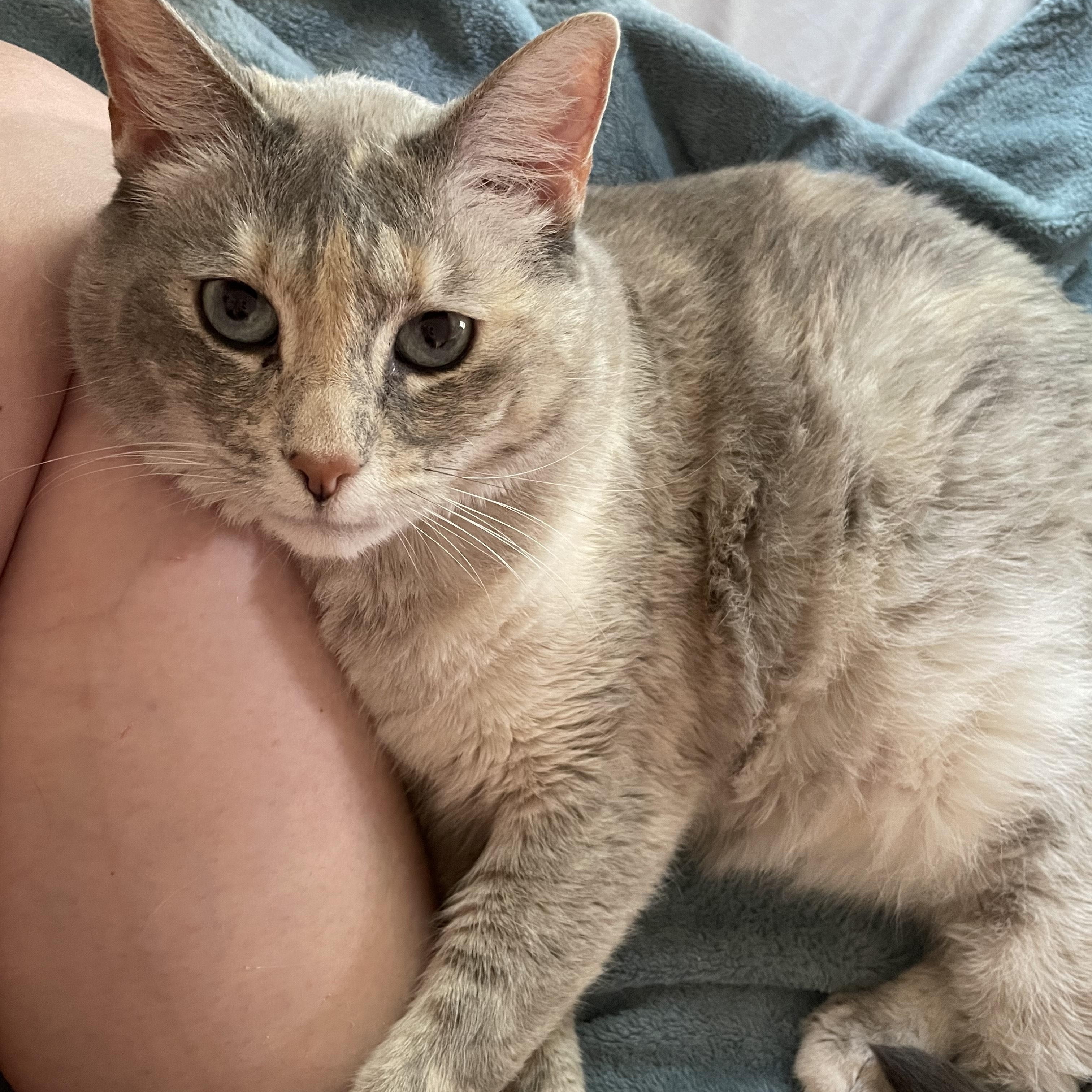 Beans, Adoptable, Adult Female Domestic Short Hair.