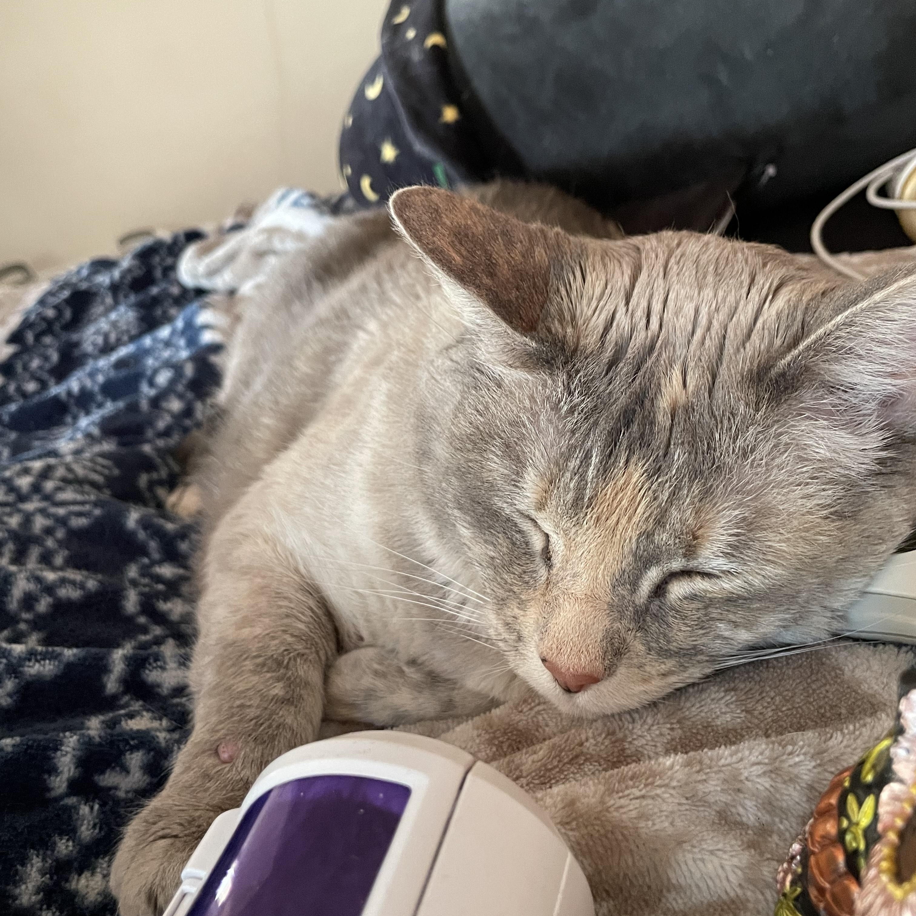 Enlarge Beans, a Adoptable Domestic Short Hair in Hickory, NC image 3/6