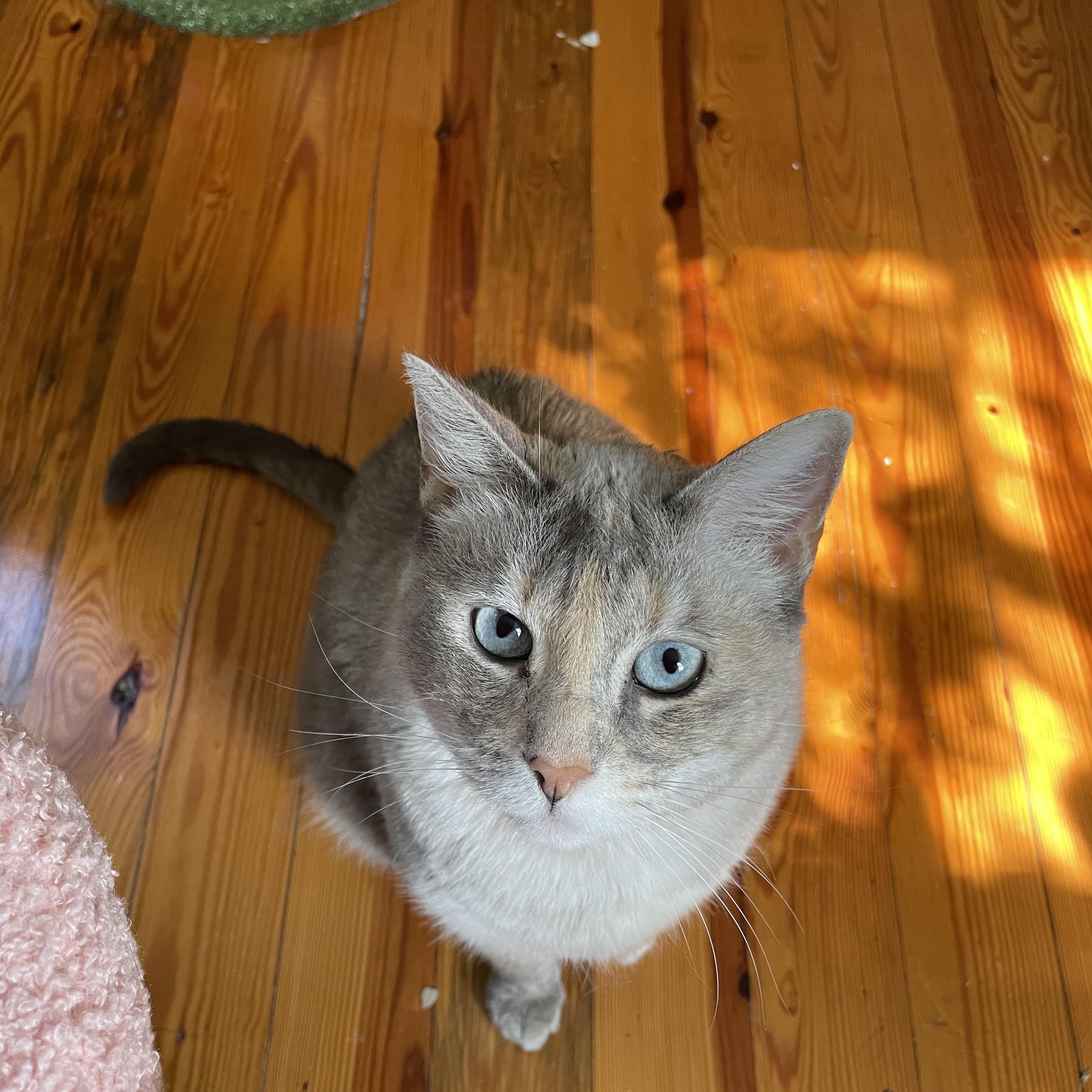 Enlarge Beans, a Adoptable Domestic Short Hair in Hickory, NC image 6/6