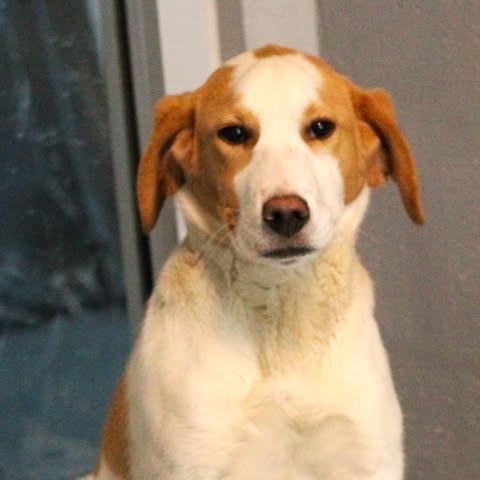 Enlarge 26-00165, an adopted mixed breed in Fredericksburg, VA image 2/2