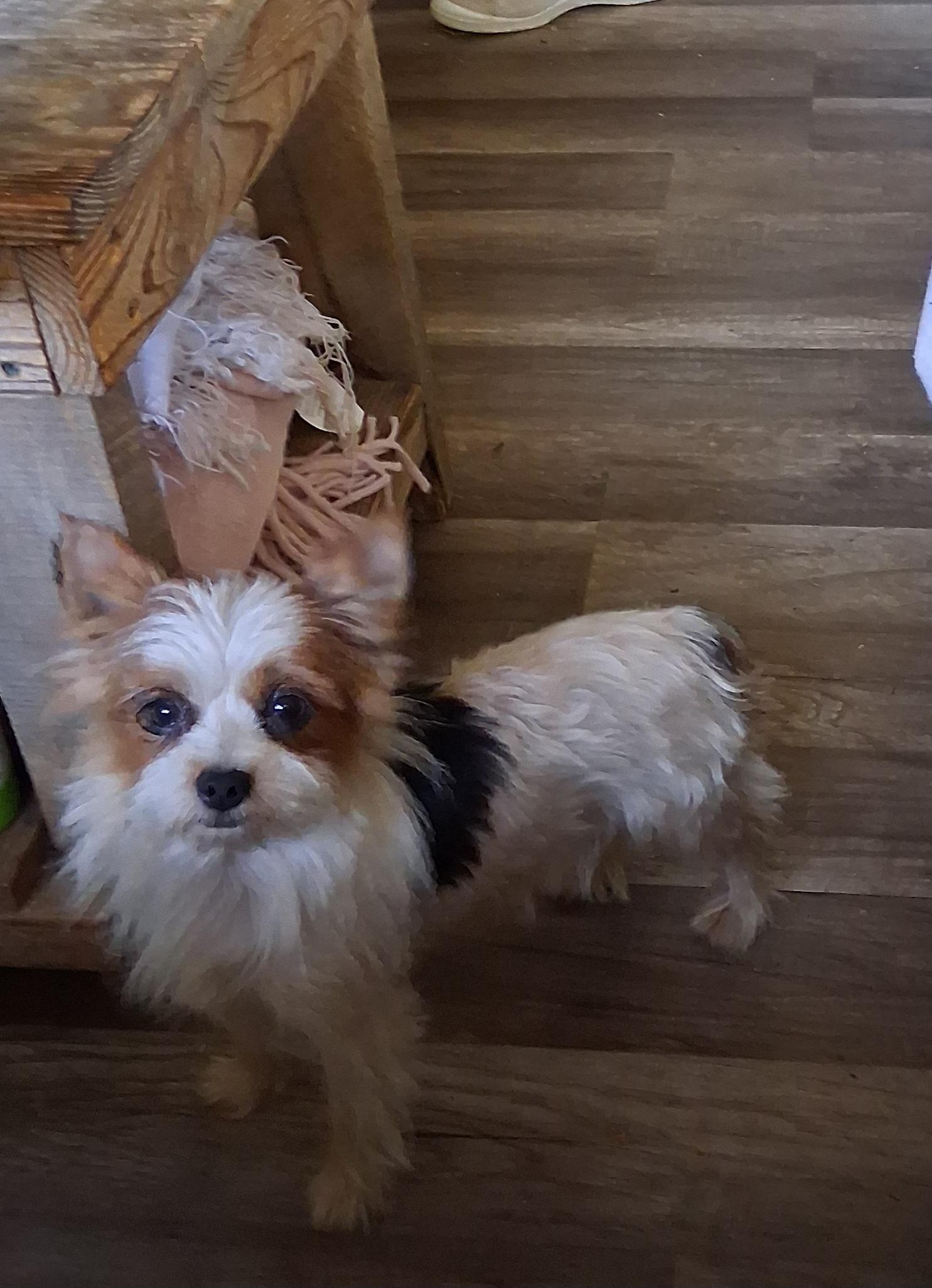 Bri, a Adoptable Yorkshire Terrier in Fordland, MO image 2/2