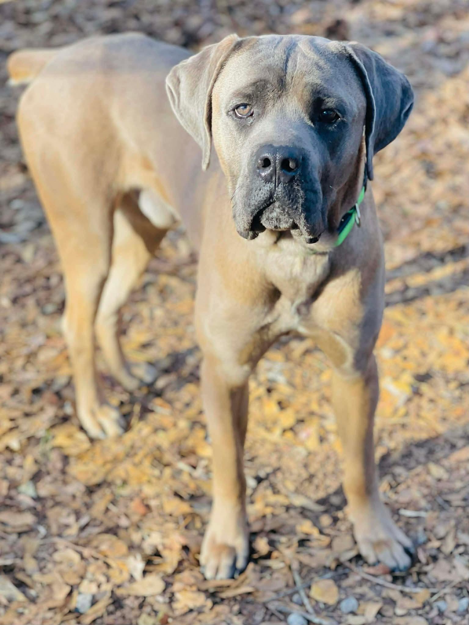 Enlarge Andre, an adopted Mastiff in Oxford, GA image 2/2