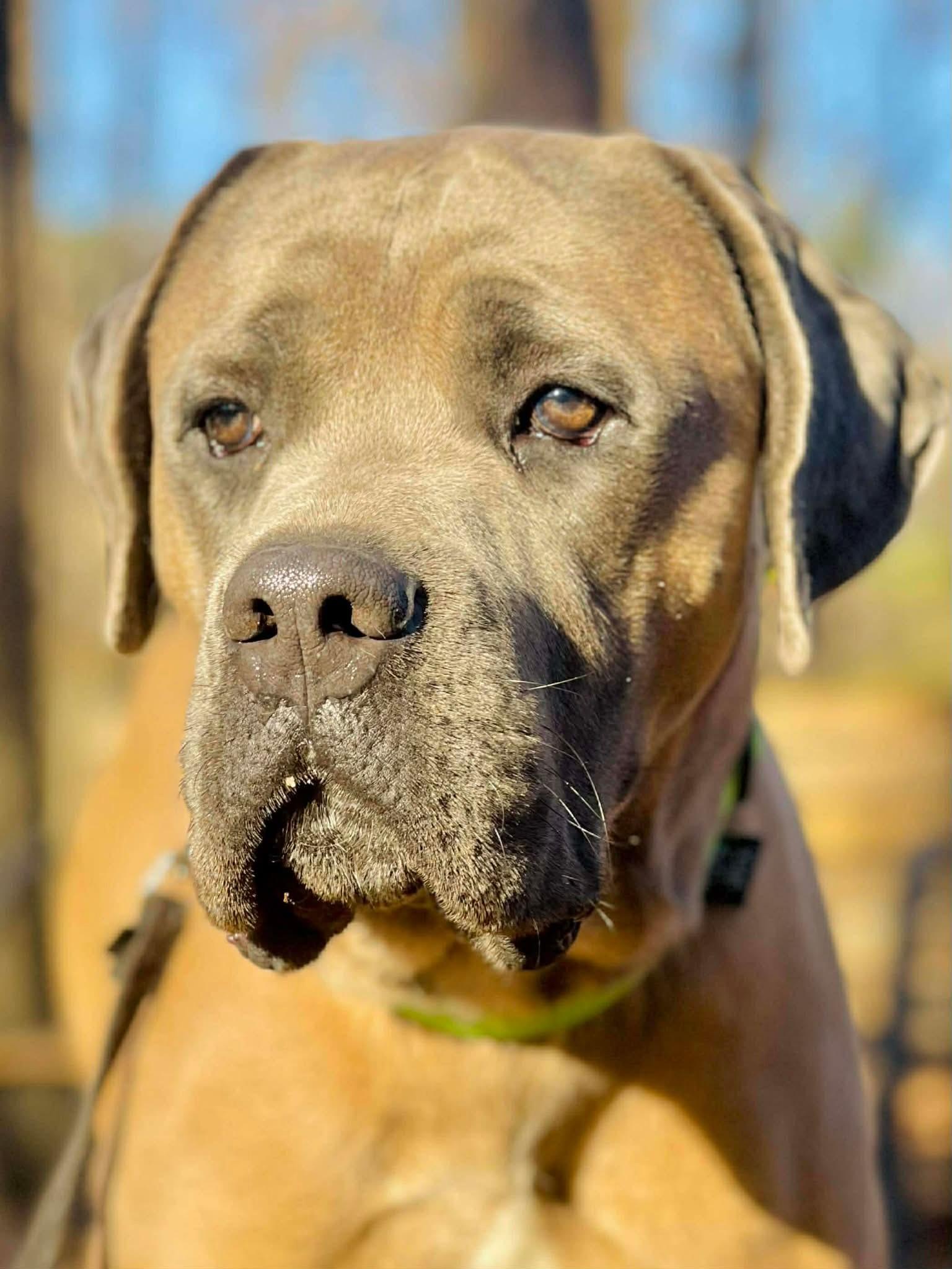 Enlarge Andre, an adopted Mastiff in Oxford, GA image 1/2