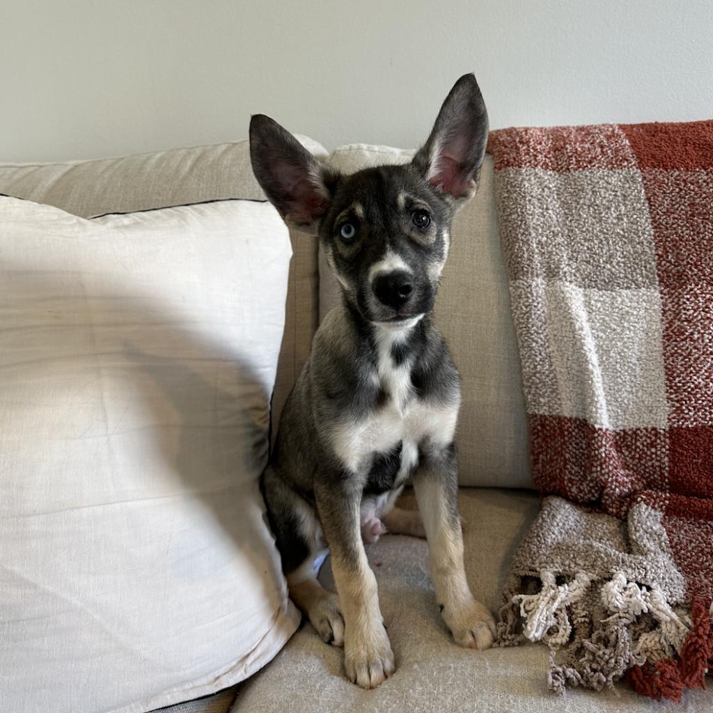 Dog for adoption Lincoln, a Siberian Husky Mix in Allentown, PA