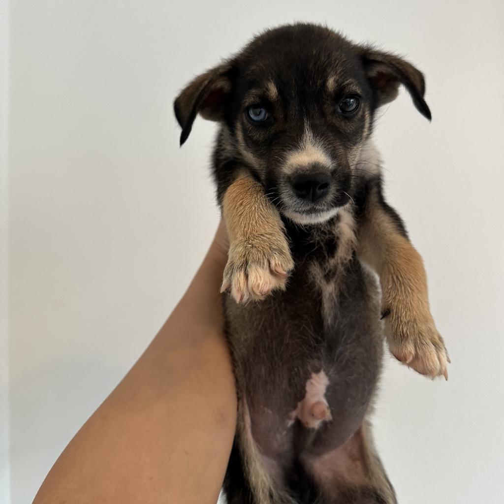 Dog for adoption Lincoln, a Siberian Husky Mix in Allentown, PA