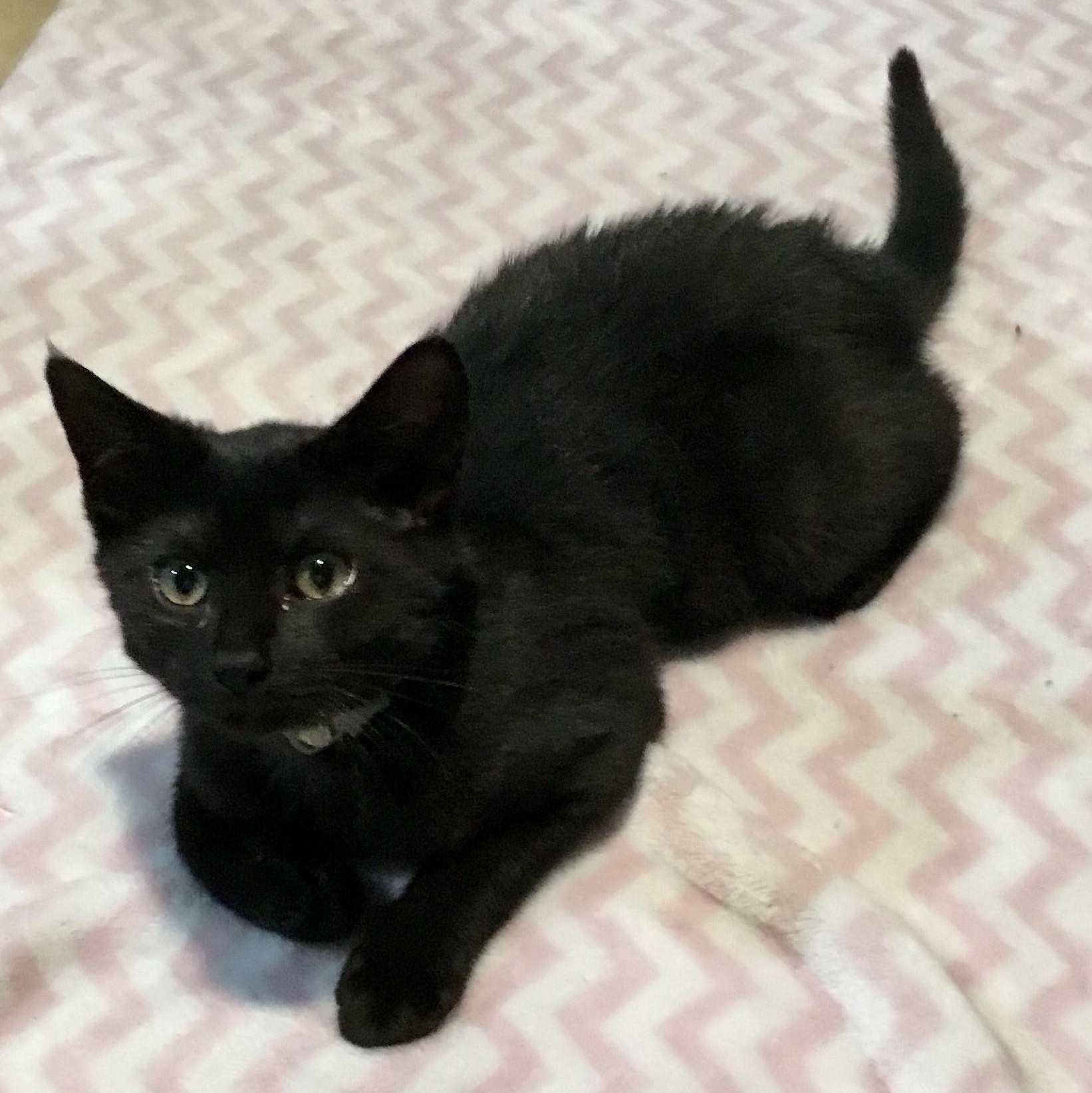 Pepsi, Young Female unknown