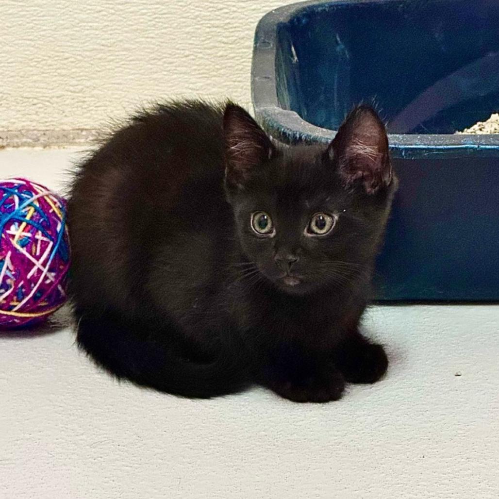 Applesauce, Adoptable, Kitten Male Domestic Short Hair.