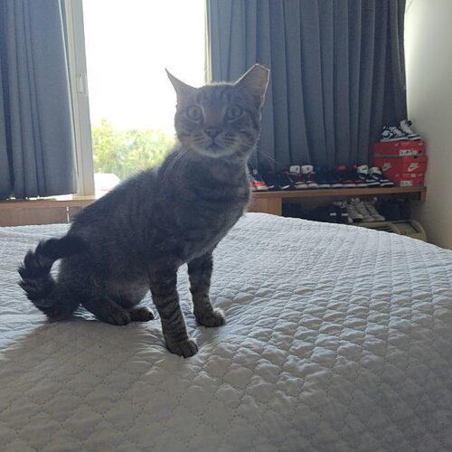 Squeaky, Adoptable, Adult Male Domestic Short Hair.