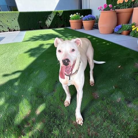 Enlarge Jack, a Adoptable mixed breed in Ithaca, NY image 5/6