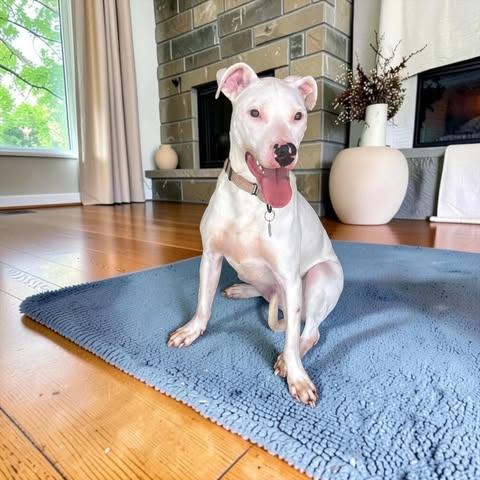 Jack, Adoptable, Young Male Mixed Breed.
