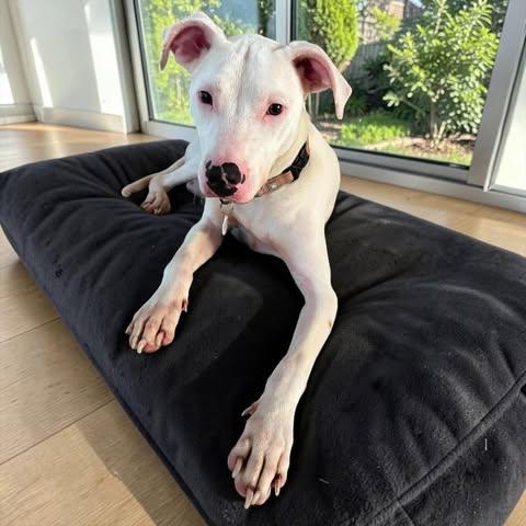 Enlarge Jack, a Adoptable mixed breed in Ithaca, NY image 3/6