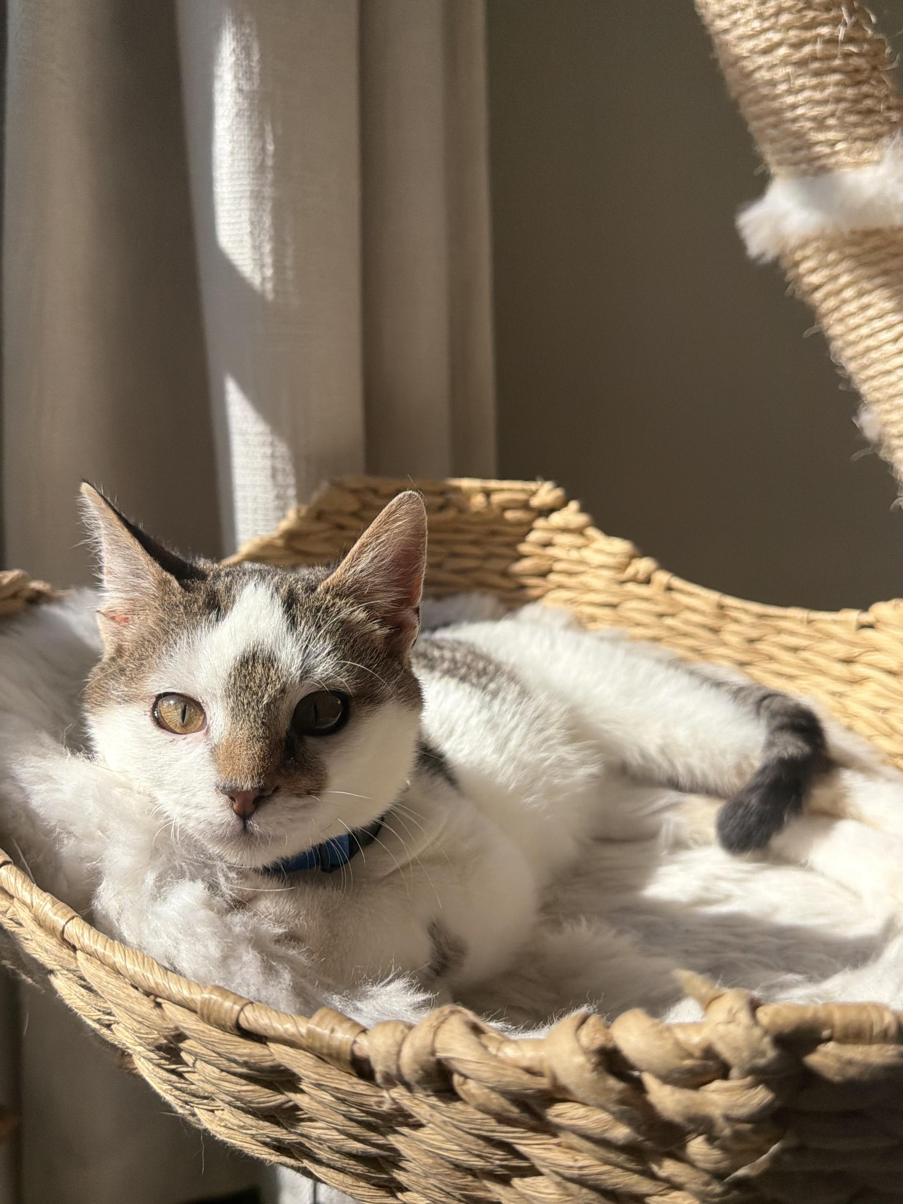 Enlarge Pixel, a ADOPTABLE Domestic Medium Hair in Chickasaw, AL image 3/6