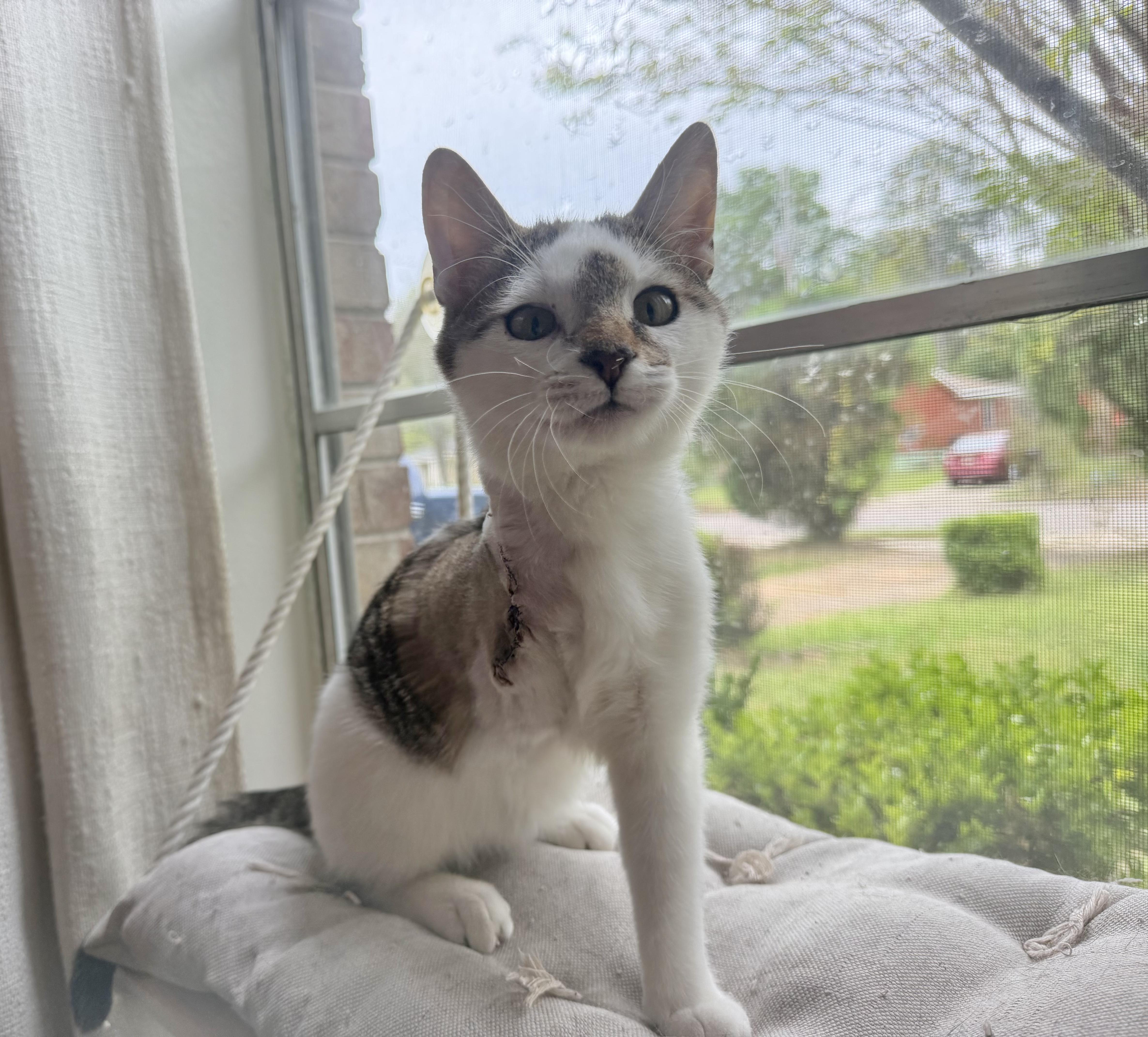 Enlarge Pixel, a ADOPTABLE Domestic Medium Hair in Chickasaw, AL image 2/6