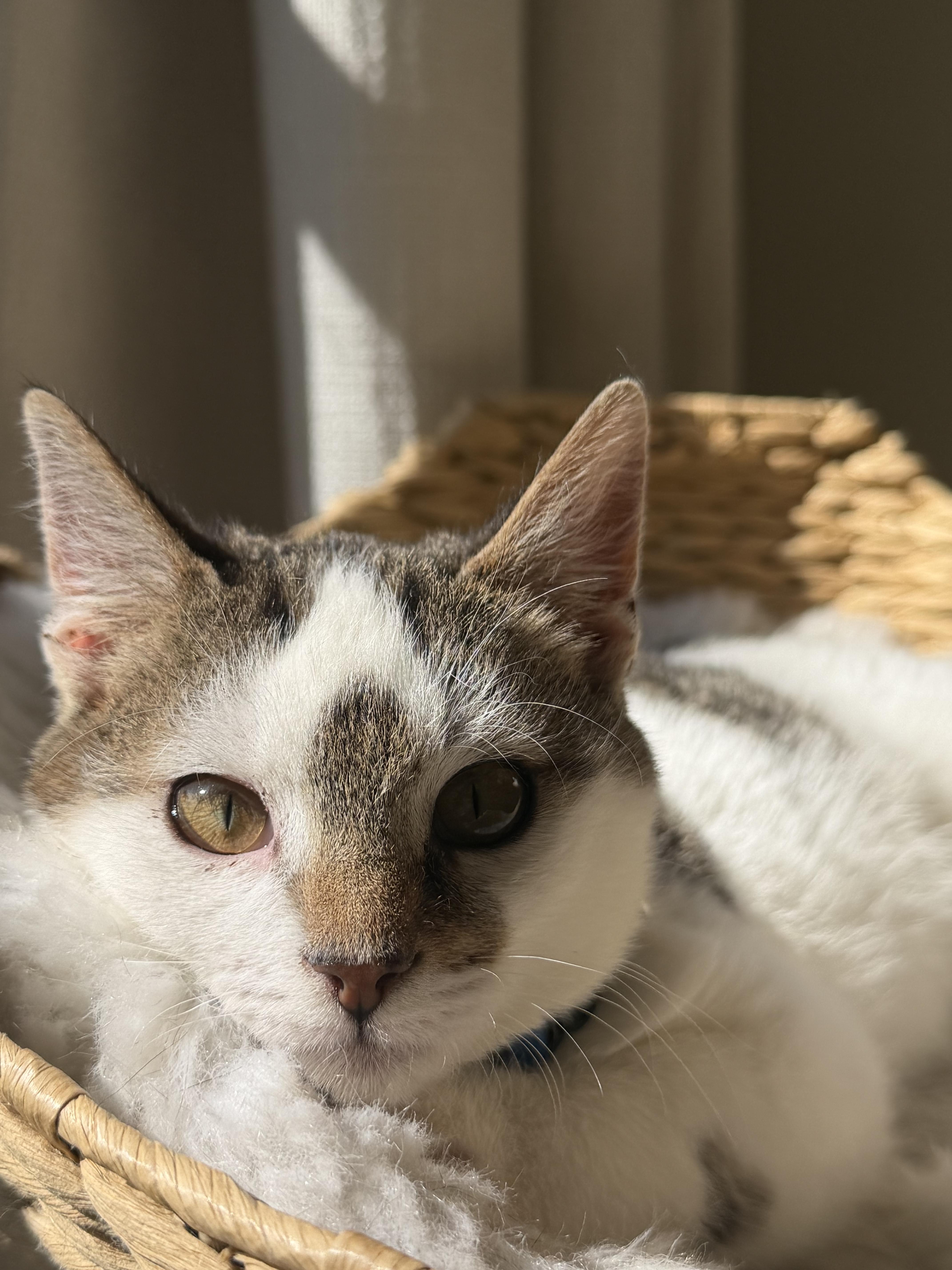 Enlarge Pixel, a ADOPTABLE Domestic Medium Hair in Chickasaw, AL image 6/6