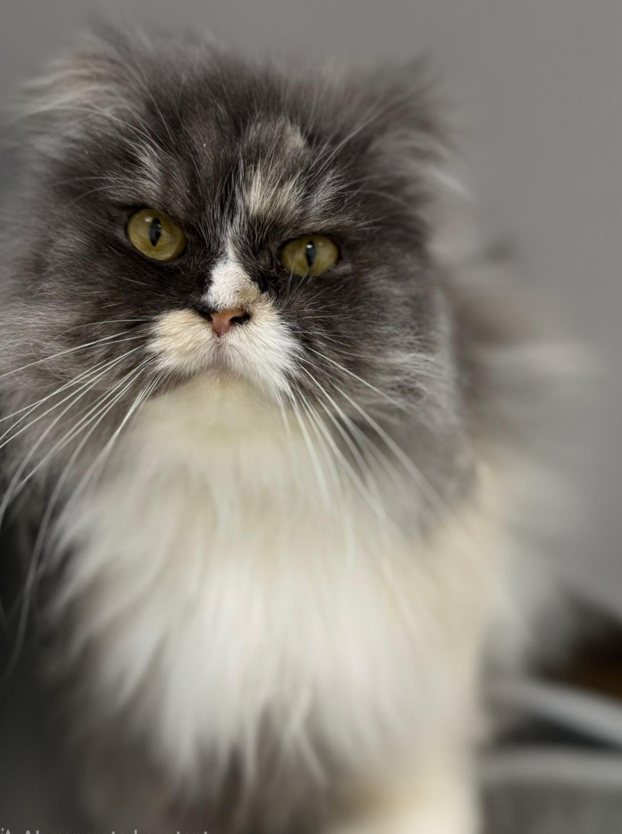 Enlarge Fluffy, a Adoptable Persian in Snow Hill, MD image 1/1