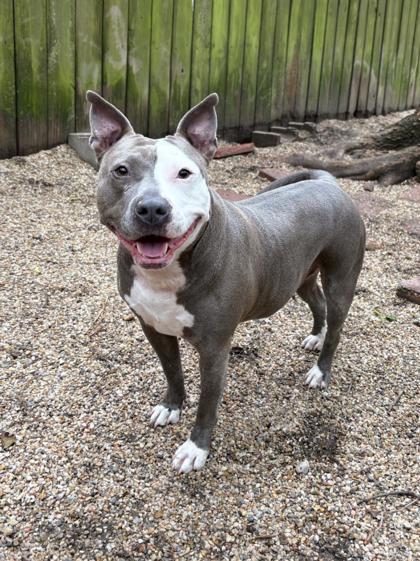 Sadie, Adoptable, Adult Female Pit Bull Terrier & Mixed Breed.