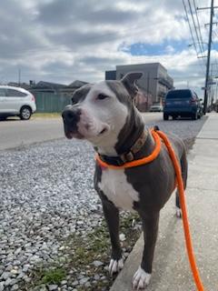Sadie, Adoptable, Adult Female Pit Bull Terrier & Mixed Breed.