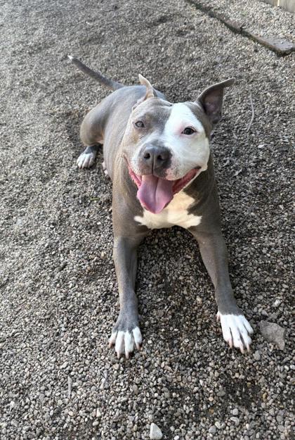 Enlarge Sadie, a Adoptable mixed breed in New Orleans, LA image 2/3