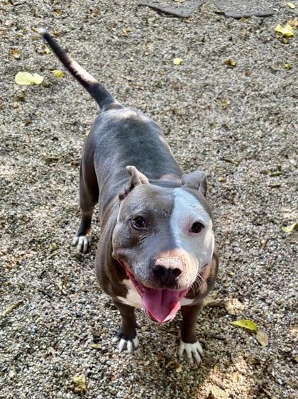 Sadie, Adoptable, Adult Female Pit Bull Terrier & Mixed Breed.