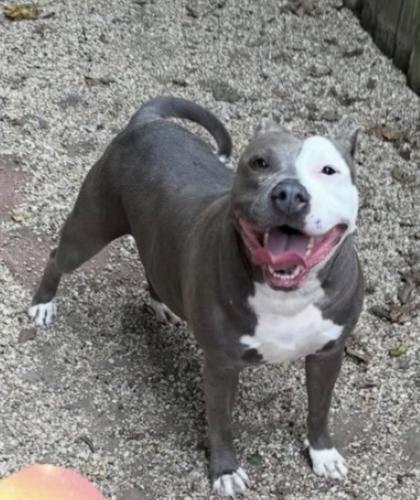 Enlarge Sadie, a Adoptable mixed breed in New Orleans, LA image 3/3