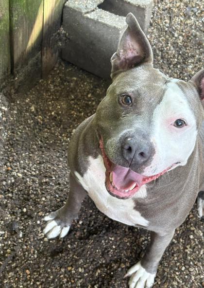 Enlarge Sadie, a Adoptable mixed breed in New Orleans, LA image 3/3